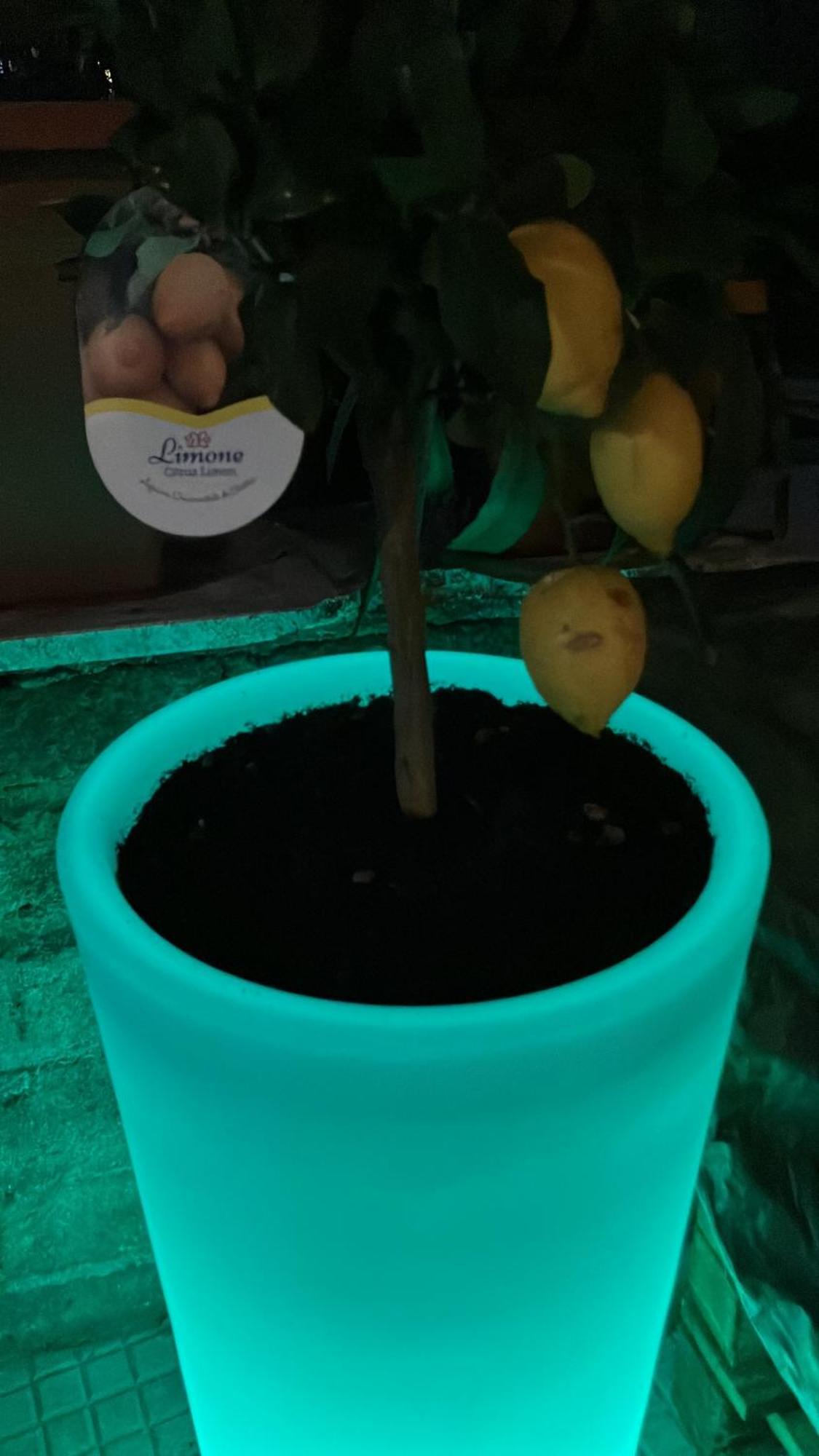 The Green House روما المظهر الخارجي الصورة