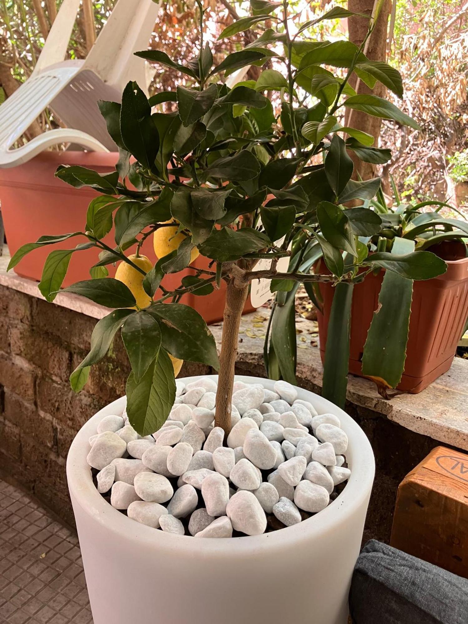 The Green House روما المظهر الخارجي الصورة
